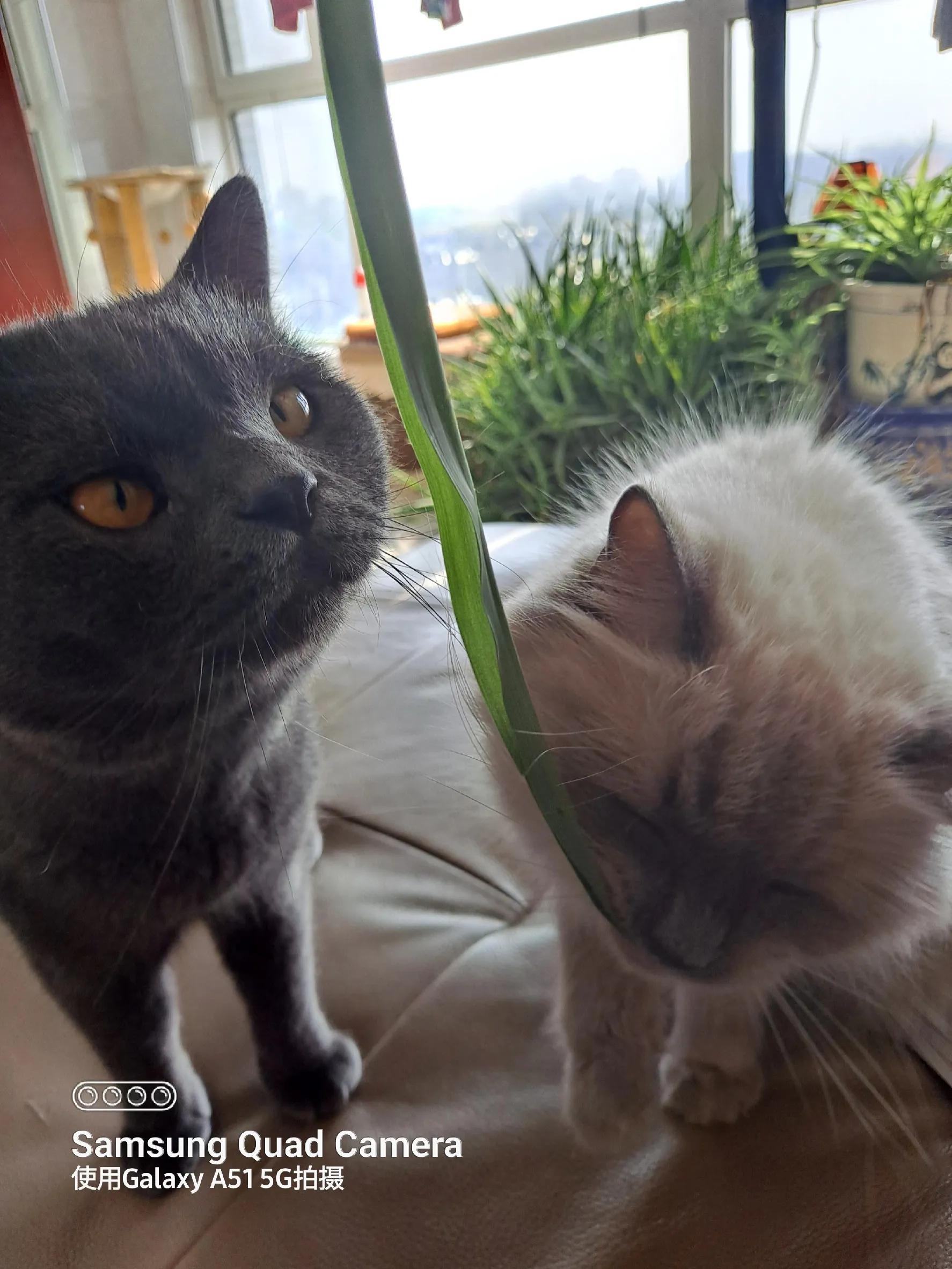 三只小猫的故事,三只小猫的故事感想