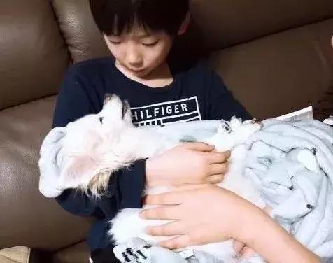 狗狗去世会见到什么,狗狗去世后会经历什么