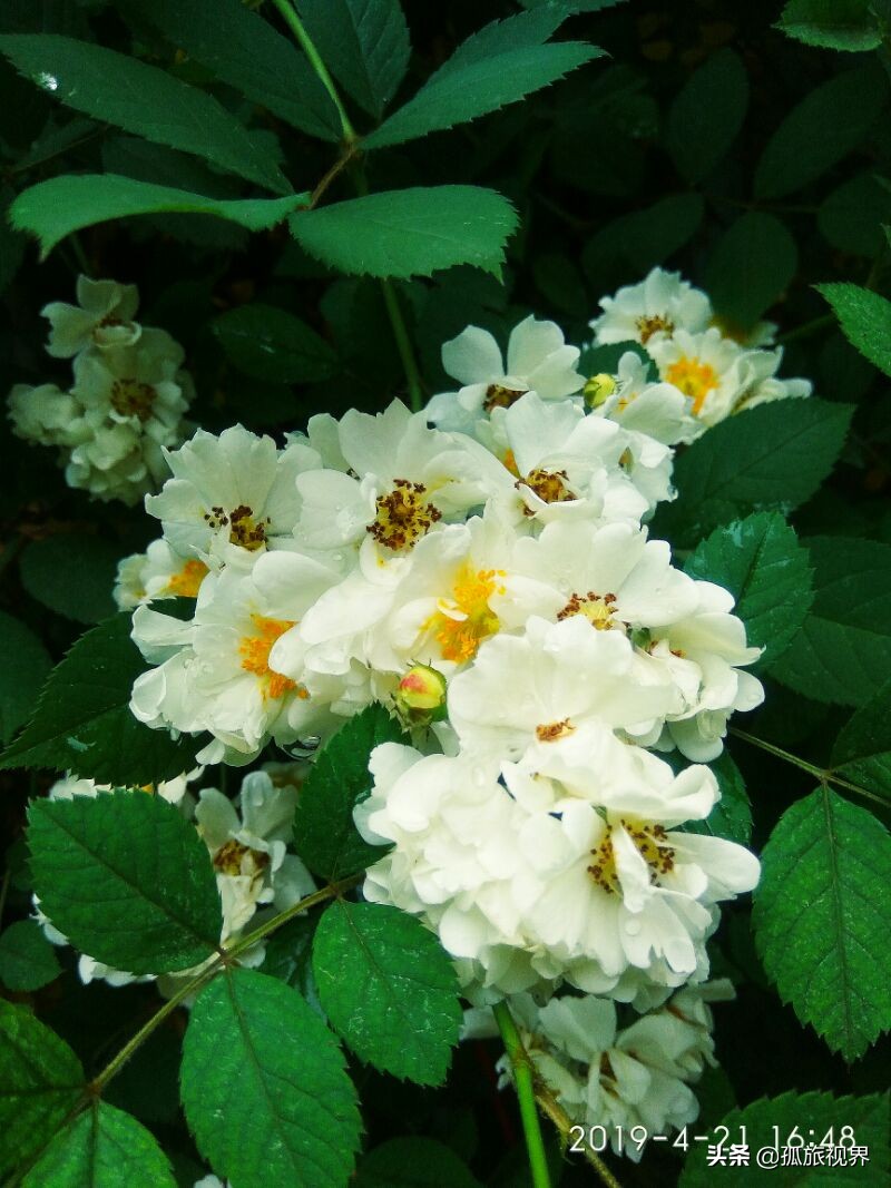 封城日记*一餐饭