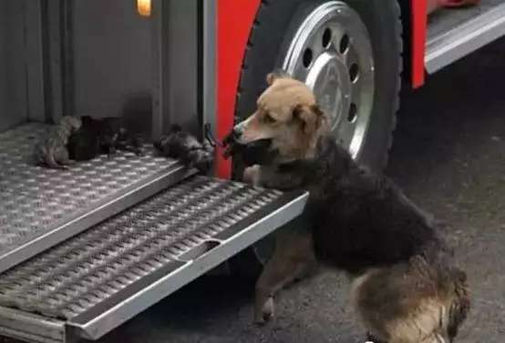 一场大火淹没了居所，狗妈妈拼尽全力救出了他们