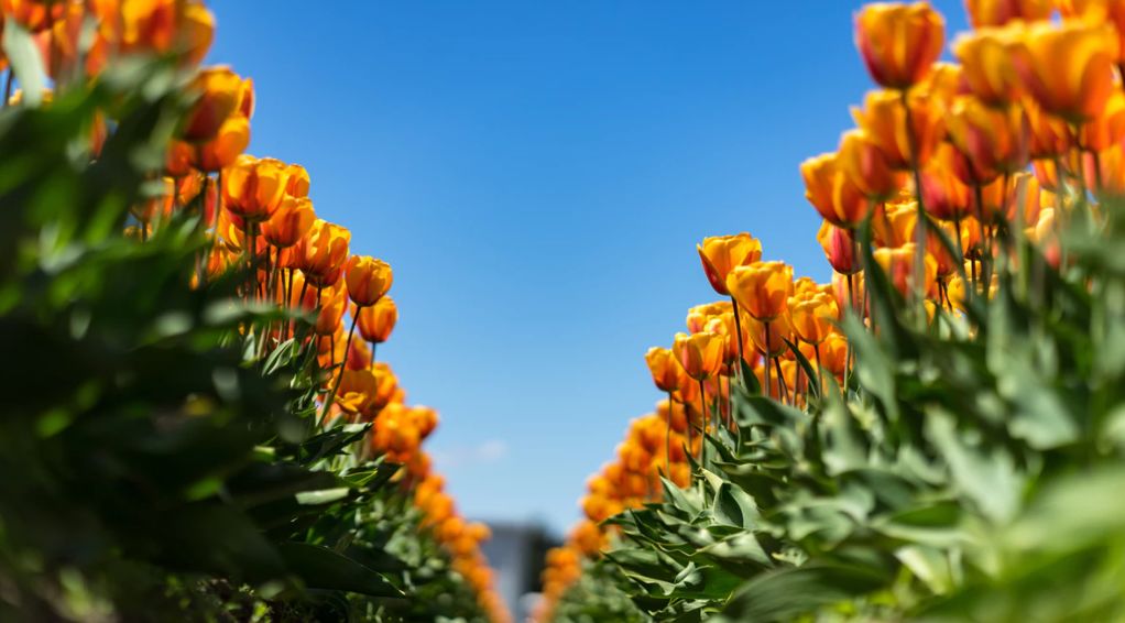 开花店的十大忠告,开花店的人现在都怎么样了