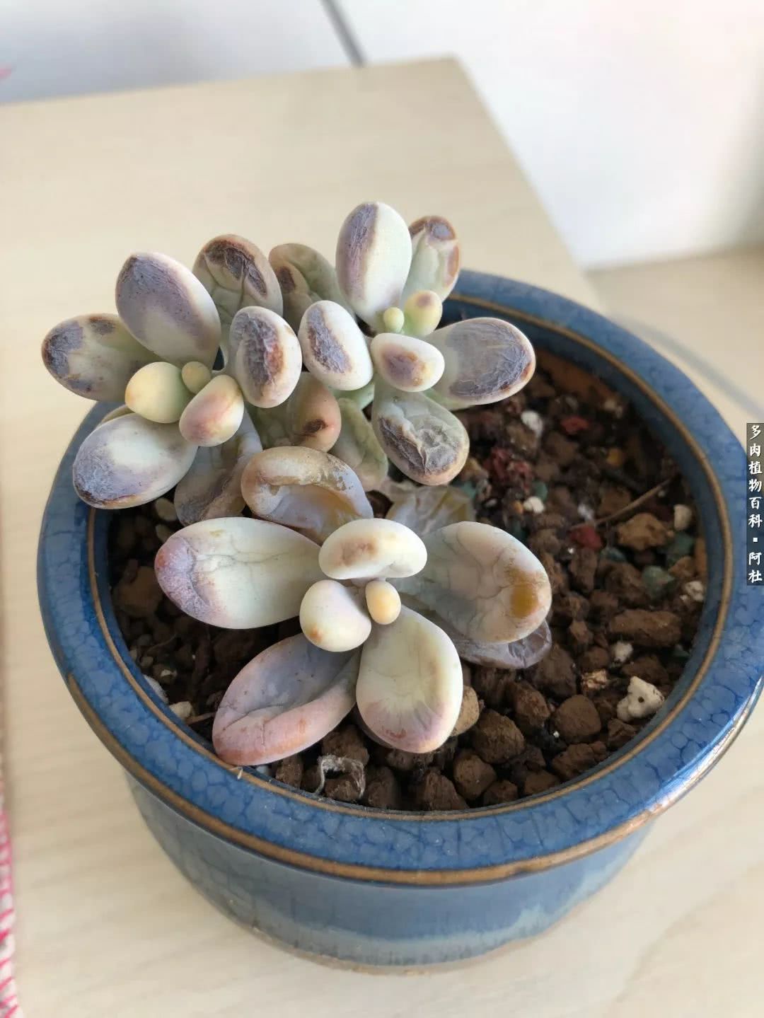 多肉有毒没毒,多肉有毒有毒