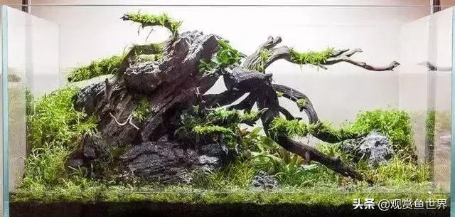 草缸爆藻后怎么清理,草缸日常维护可以放除藻剂吗