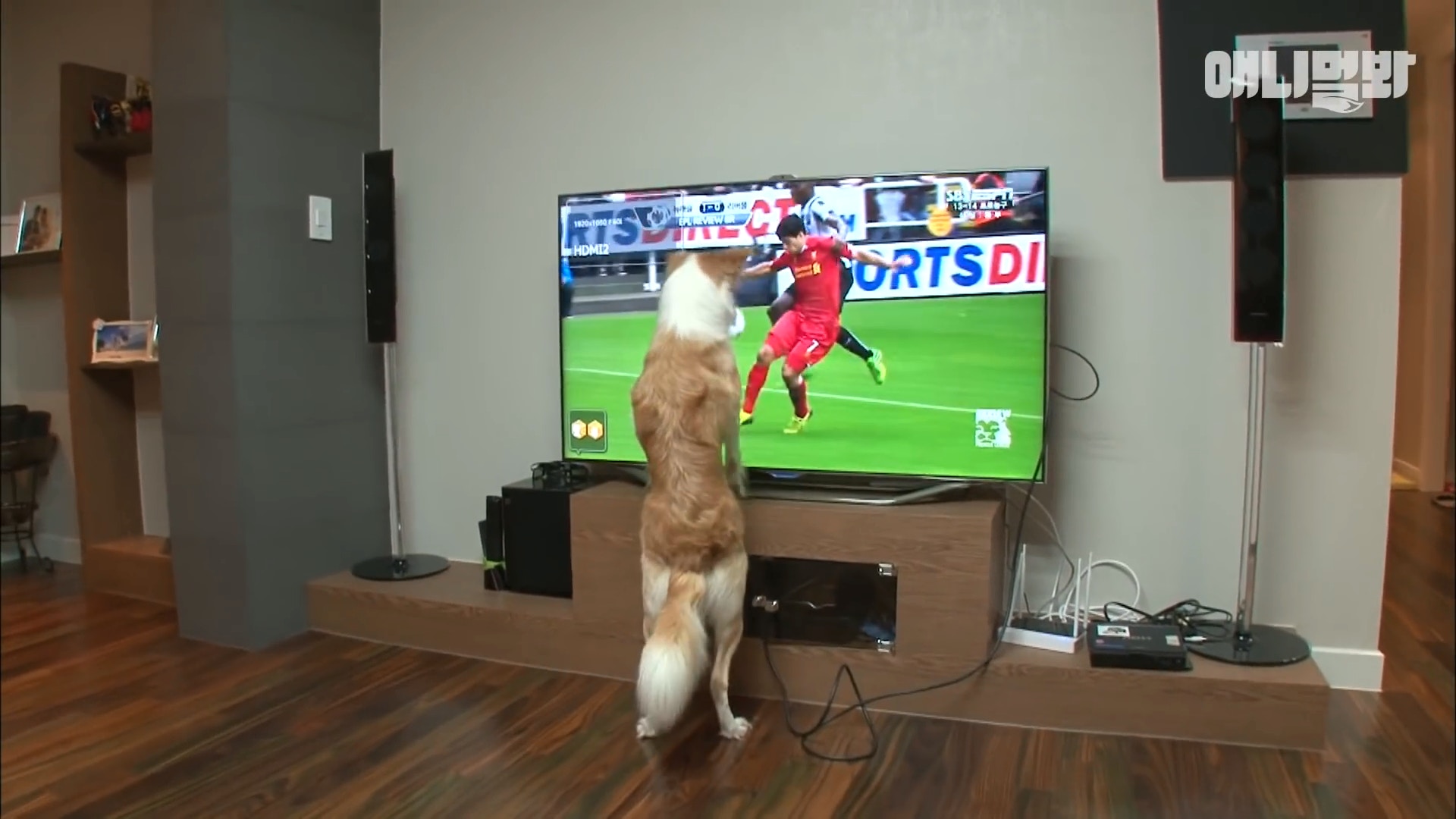 足球比赛现场一只狗狗误入球场,足球赛场上踢球的狗狗