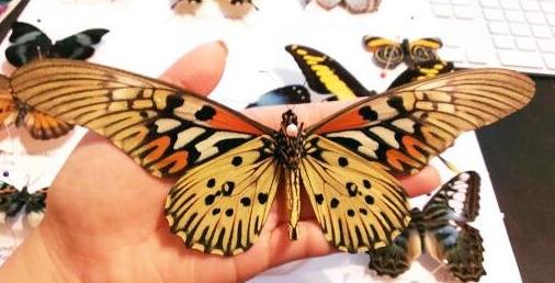 世界上的各种蝴蝶,为什么世界上有五彩斑斓的蝴蝶