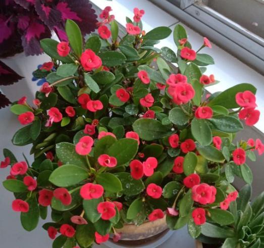 虎刺梅需要拔掉叶子吗,虎刺梅买回来用浇水吗