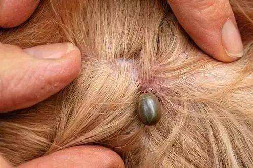 怎么预防狗狗被蜱虫叮咬,怎样预防蜱虫狗狗