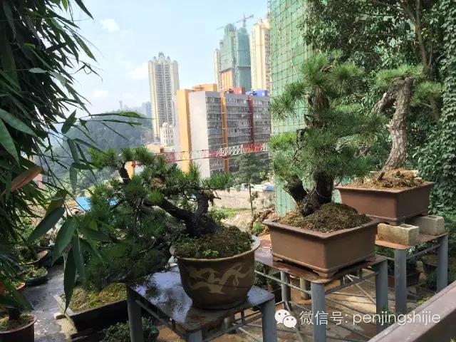 价值千万的盆景都有什么 (1000万元以上映山红盆景)