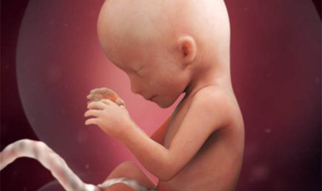 你竟是喝着自己的尿液长大的,在母亲体内,你都经历了什么?