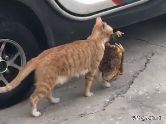 孵化鸡仔20天,孵化一只鸡雏