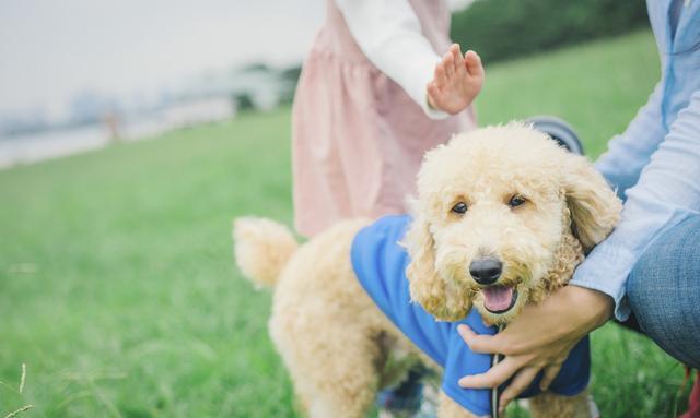 贵宾会把家里谁当主人,巴哥犬把你当妈妈了