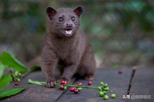 越南的猫屎咖啡怎么样,如何辨别猫屎咖啡真假