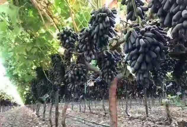 大理“富硒黑提王”张明洪的“三千金”