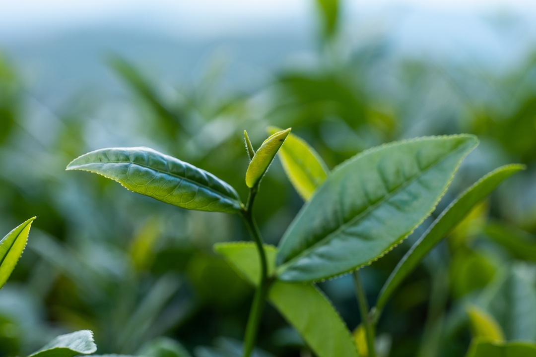 南靖一道美丽的风景线,南靖景区有哪些好玩的