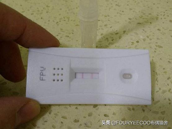 猫瘟又称为猫泛白细胞减少症,猫瘟症状亚临床感染