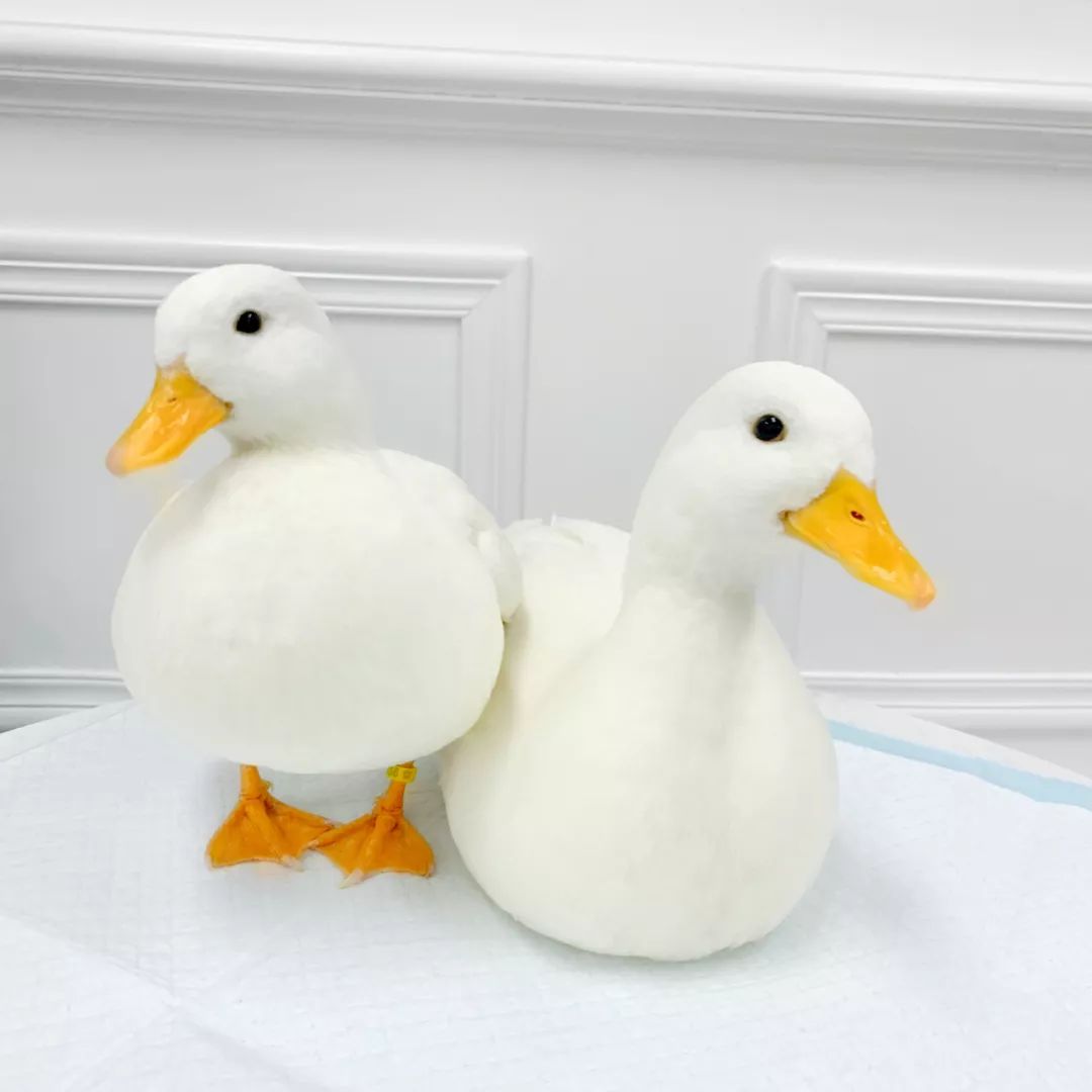 深圳10家顶级餐厅,深圳10大必吃的餐厅