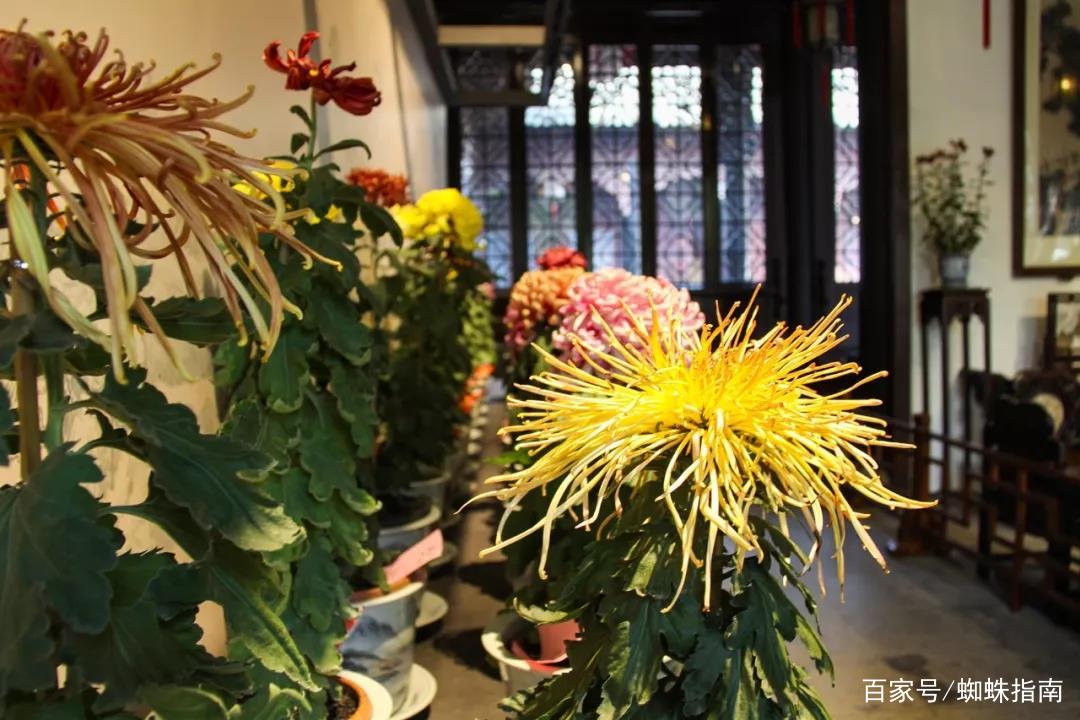 重阳节赏菊花的介绍,赏菊打卡好去处