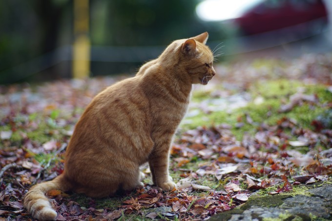 京都赏枫2022,京都赏枫必去景点有哪些好玩的