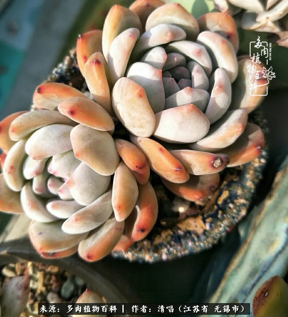 多肉植物百科好看又好养的多肉,喜欢多肉的朋友欢迎光临多肉园艺