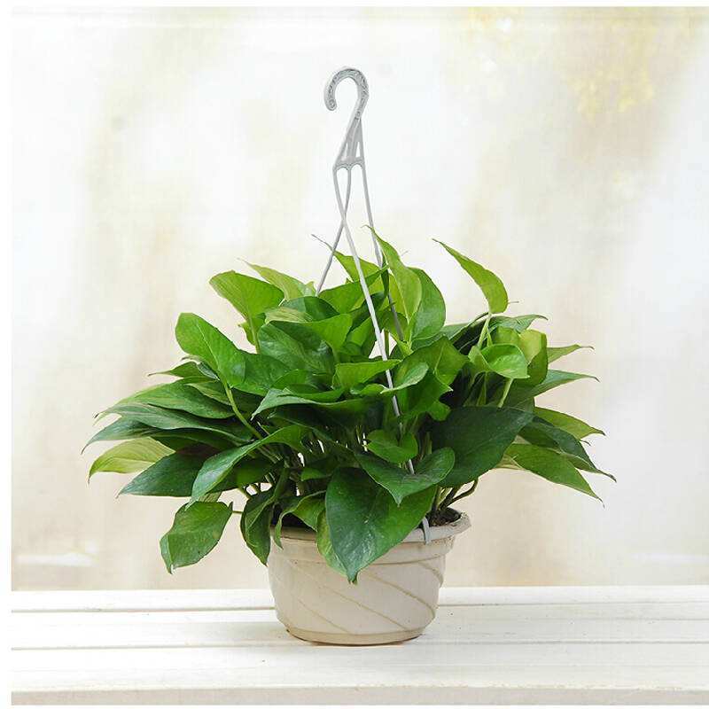 绿萝发黄发蔫不精神怎么办,绿萝叶片发黄怎么处理视频