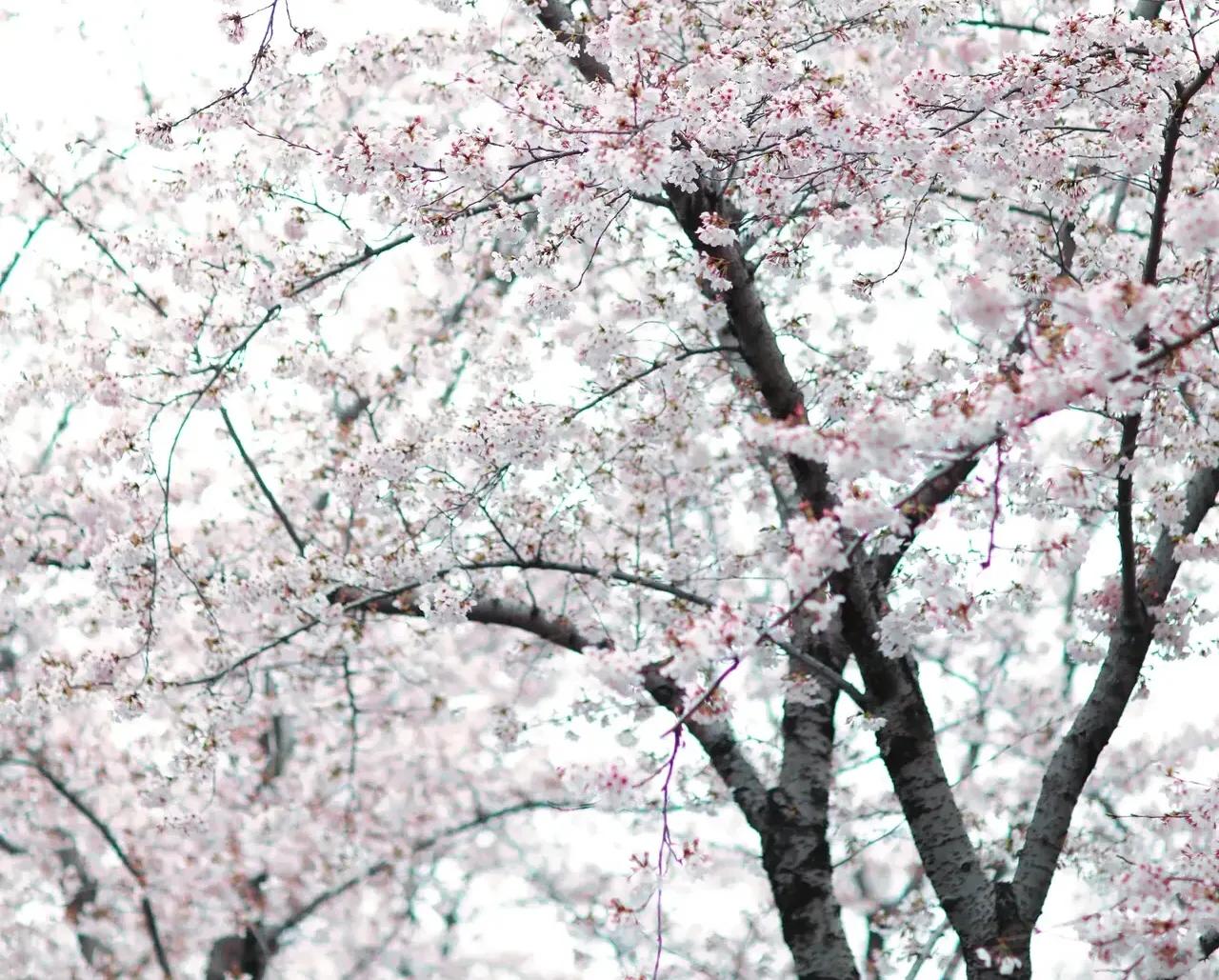 “天下三分明月夜，二分无赖是扬州”，扬州是一座怎么样的城市？