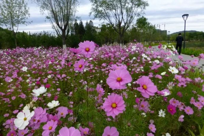 昌平哪个地方的公园最好,昌平区主要公园及景点