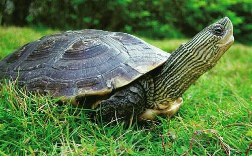 乌龟的天敌是什么动物,乌龟最怕的动物