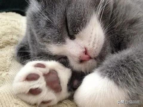猫爪有什么隐藏的秘密,猫爪爪有哪些冷知识