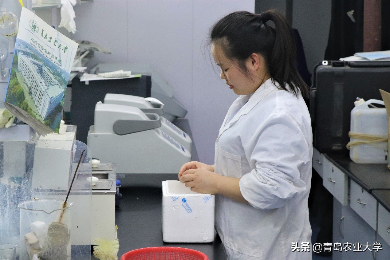 介绍青岛农业大学,令人心动的青岛