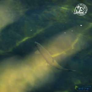 游钓篇｜渔在熊猫故里