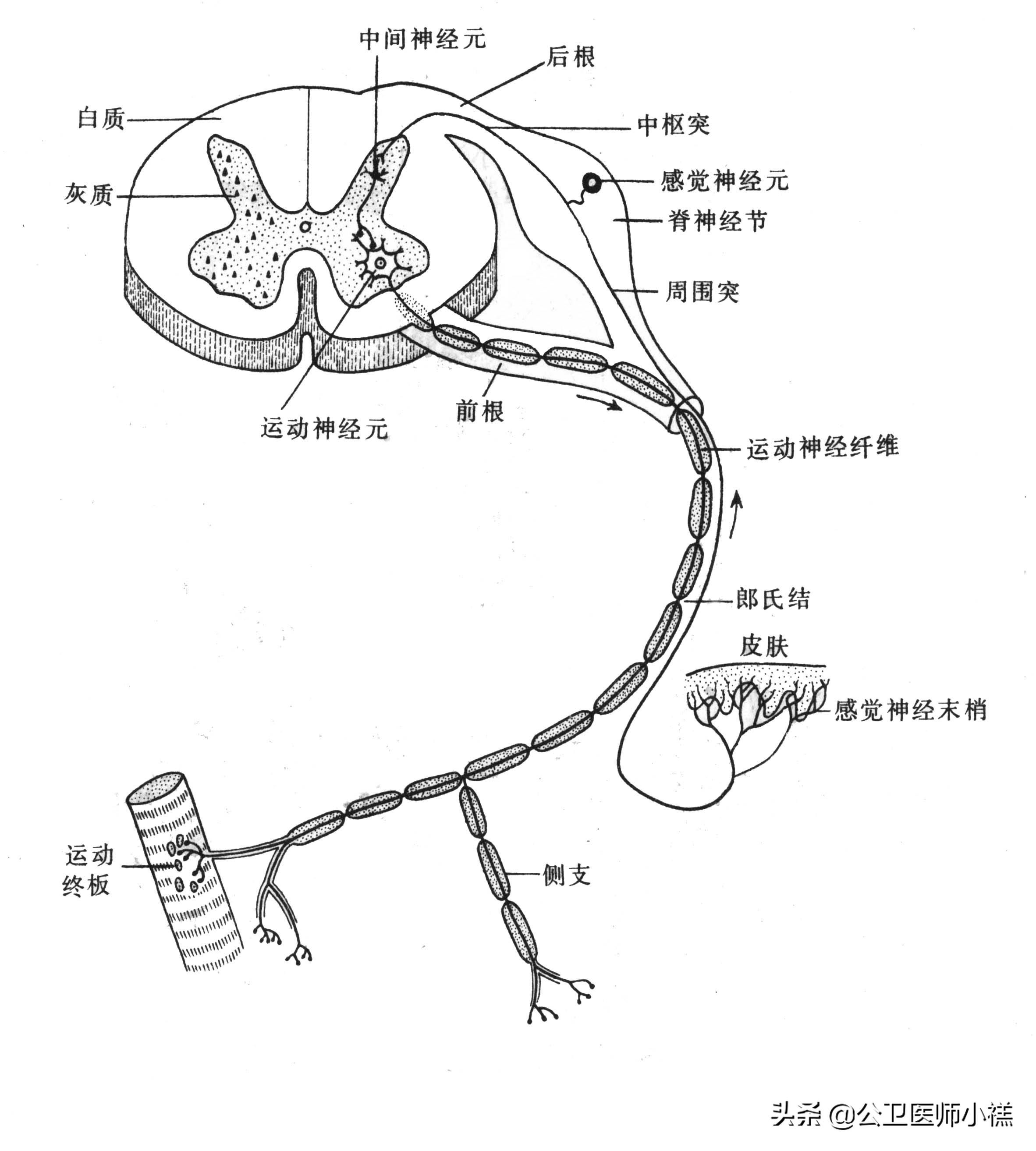 狂犬病暴露预防处置2016,狂犬病暴露前预防专家共识