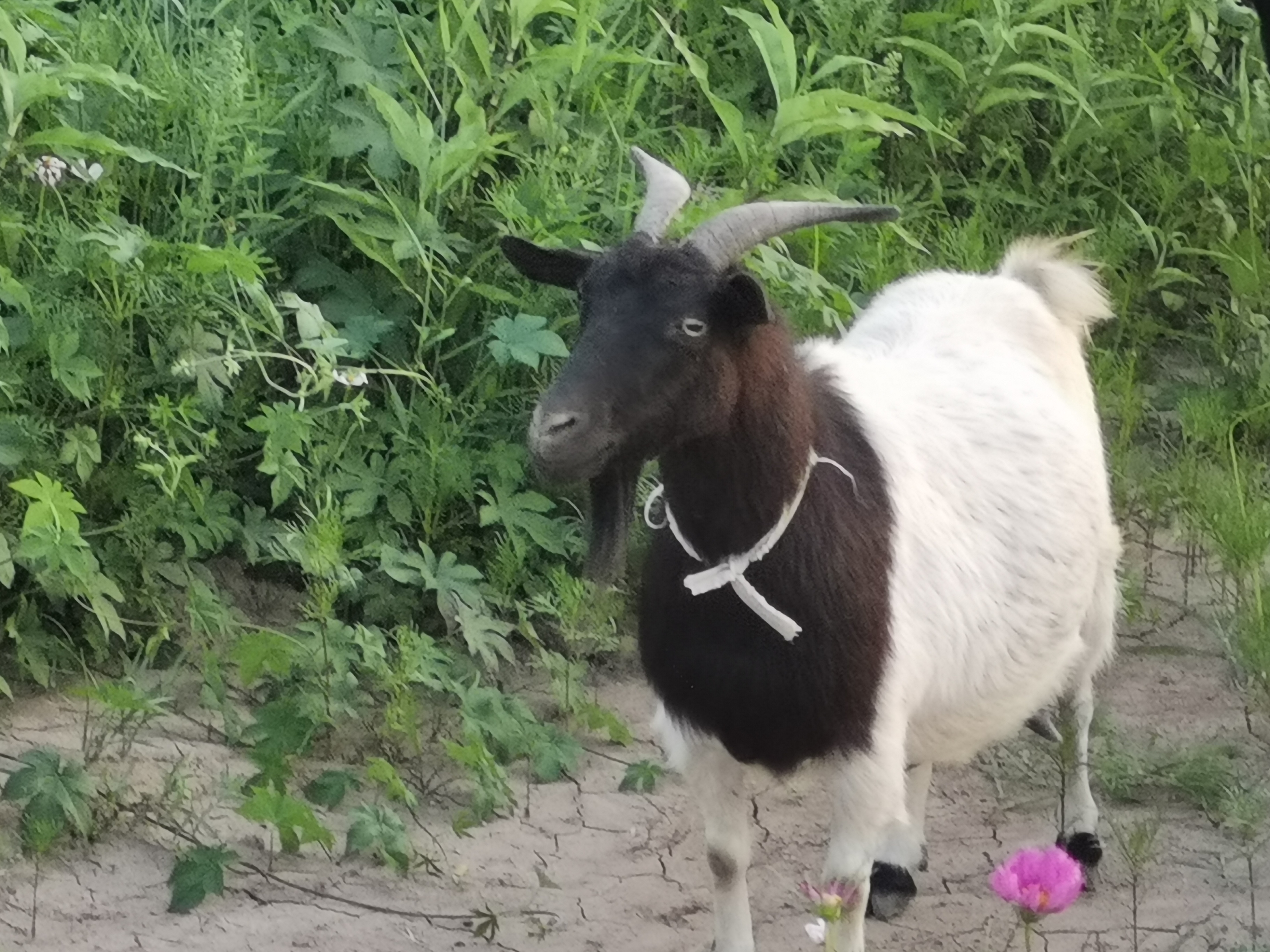 曾经的脏乱差变成了现在的新景观,从面目全非到焕然一新