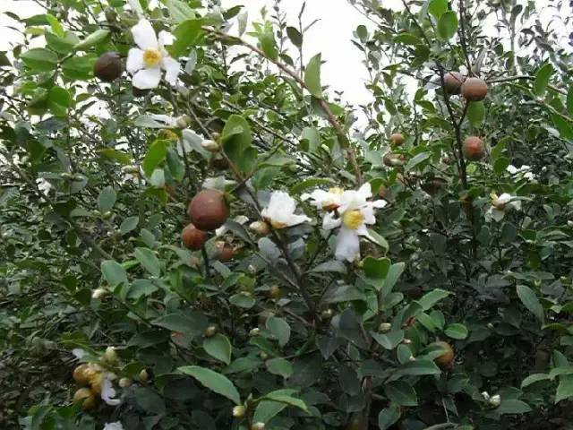 都说茶油好，但茶油的惊人作用，兴宁人知道吗？