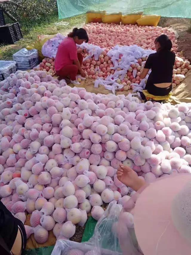 苹果大面积滞销掉价果商边卖边亏,苹果果农都是怎么销售出去的
