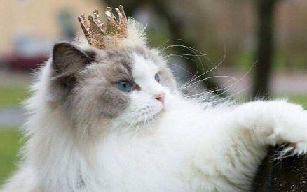 猫咪绝育后照顾事项,猫咪绝育后的7点照顾