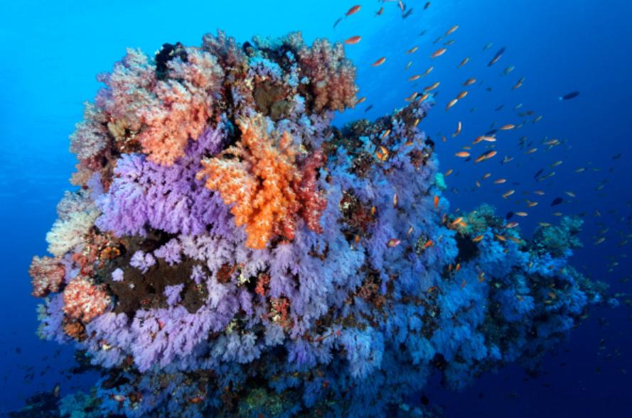 重庆汉海海洋公园入园攻略,汉海海洋公园重庆研学旅行