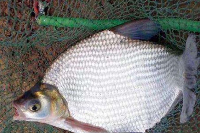 夏季钓鳊鱼怎么上鱼快,钓鳊鱼的绝招准吗