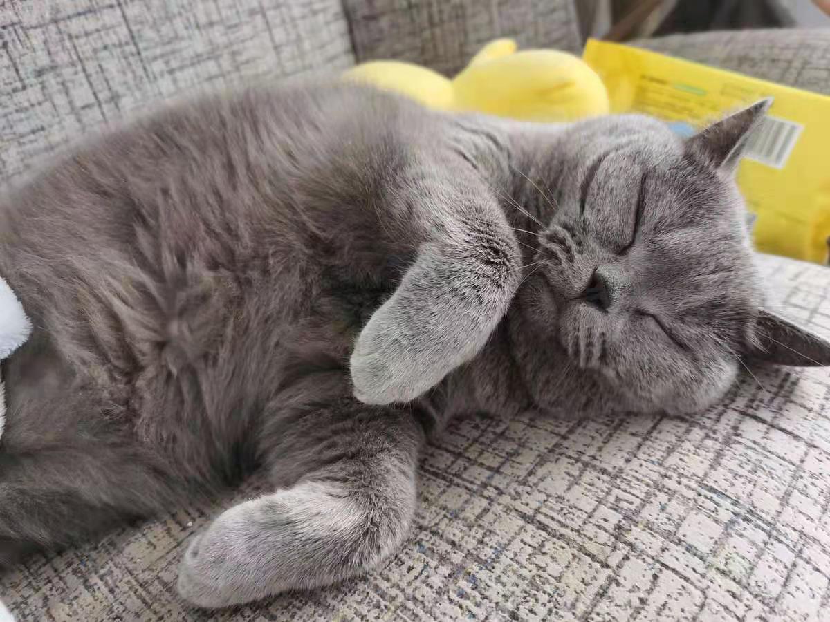 啥猫粮靠谱,什么猫粮最好良心猫粮排行榜