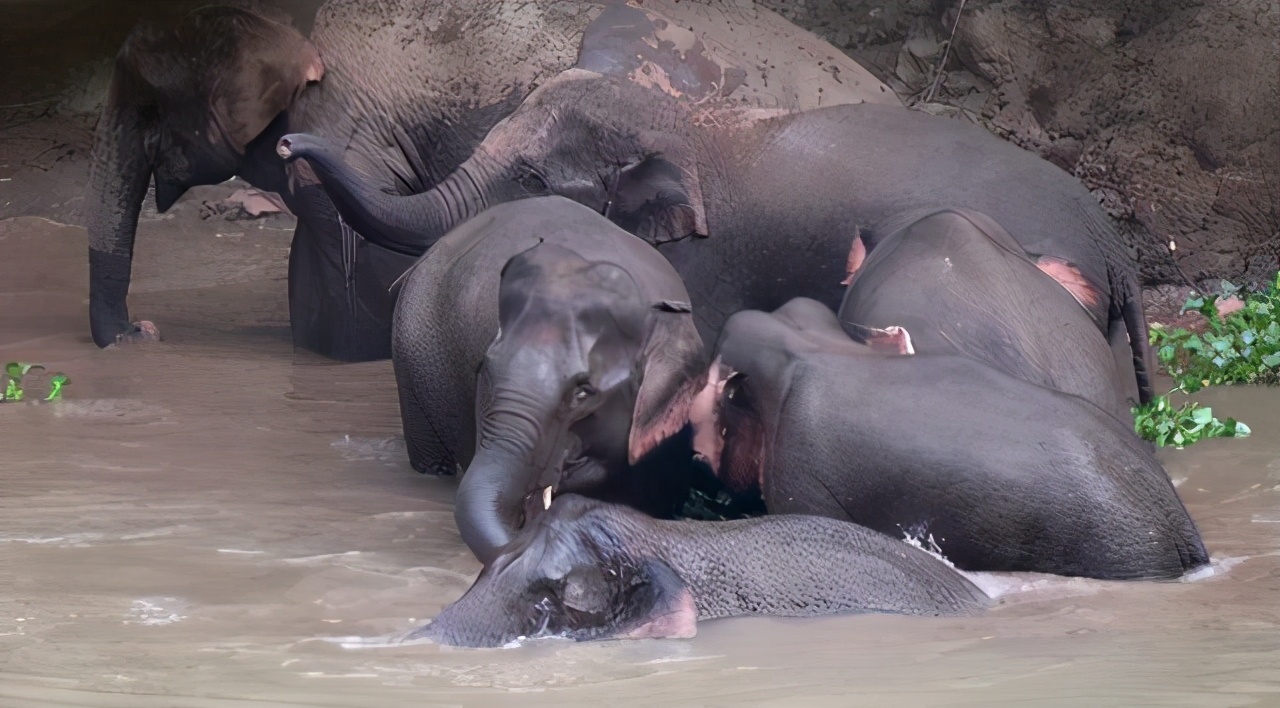 云南象群迁徙损失,云南象群迁徙事故