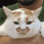 猫咪过敏是什么原因引起的,猫咪会过敏图片