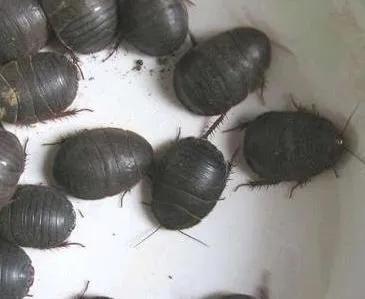 土元养殖暴利,土元养殖骗局曝光