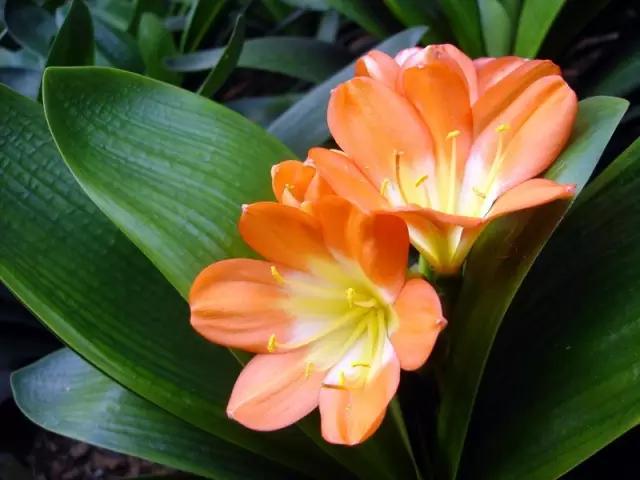 自己养的花不开花怎么回事,为什么我养的花不开花