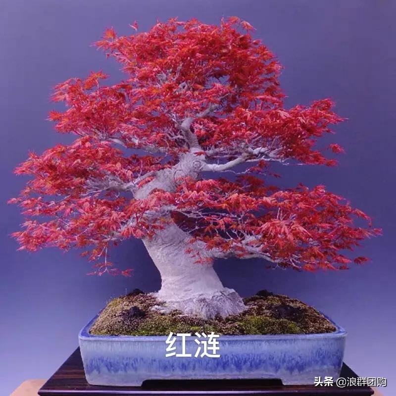 中式庭院藤类植物,枫树和紫藤