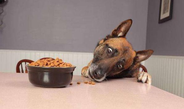 狗狗为什么爱舔主人的唾液,狗狗为什么爱舔自己的手脚