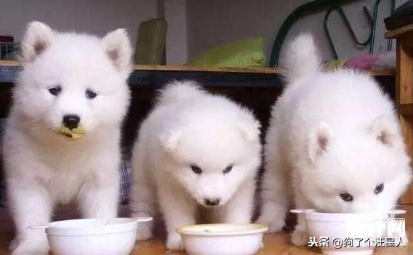 小狗吃多了怎么补救,小狗一次吃多了怎么办