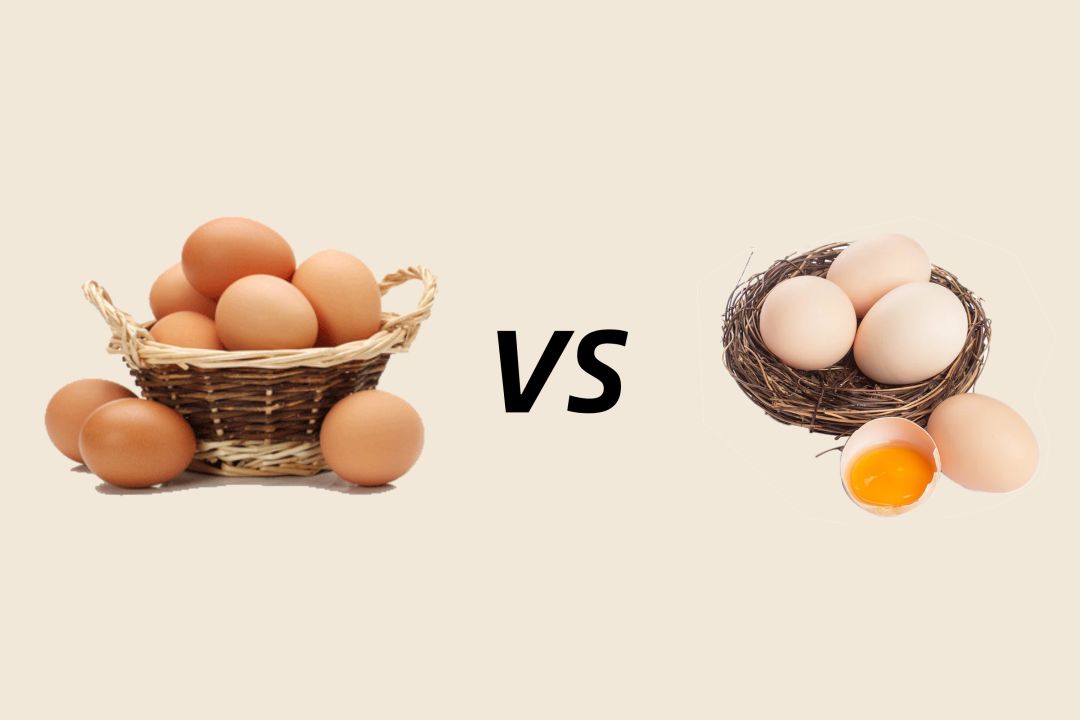 草鸡蛋土鸡蛋鲜鸡蛋有什么区别,白鸡蛋红鸡蛋土鸡蛋的区别