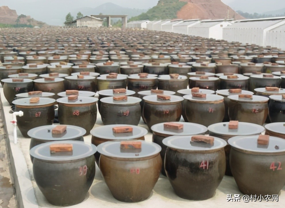 适合农村创业的最新致富项目,平原地区农村创业致富的好项目