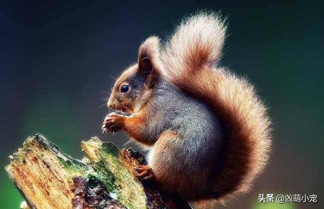 松鼠肺炎症状怎么判断,松鼠传染病