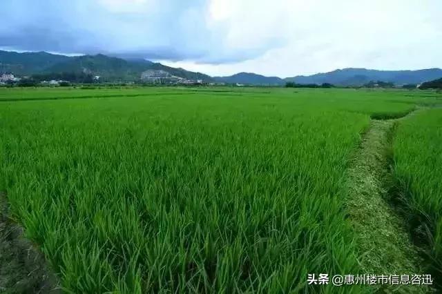 大亚湾怎么样了,你以为的大亚湾vs真正的大亚湾