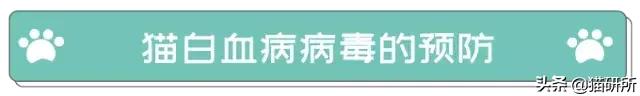猫白血病病毒（FeLV）感染≠猫白血病≠安乐死